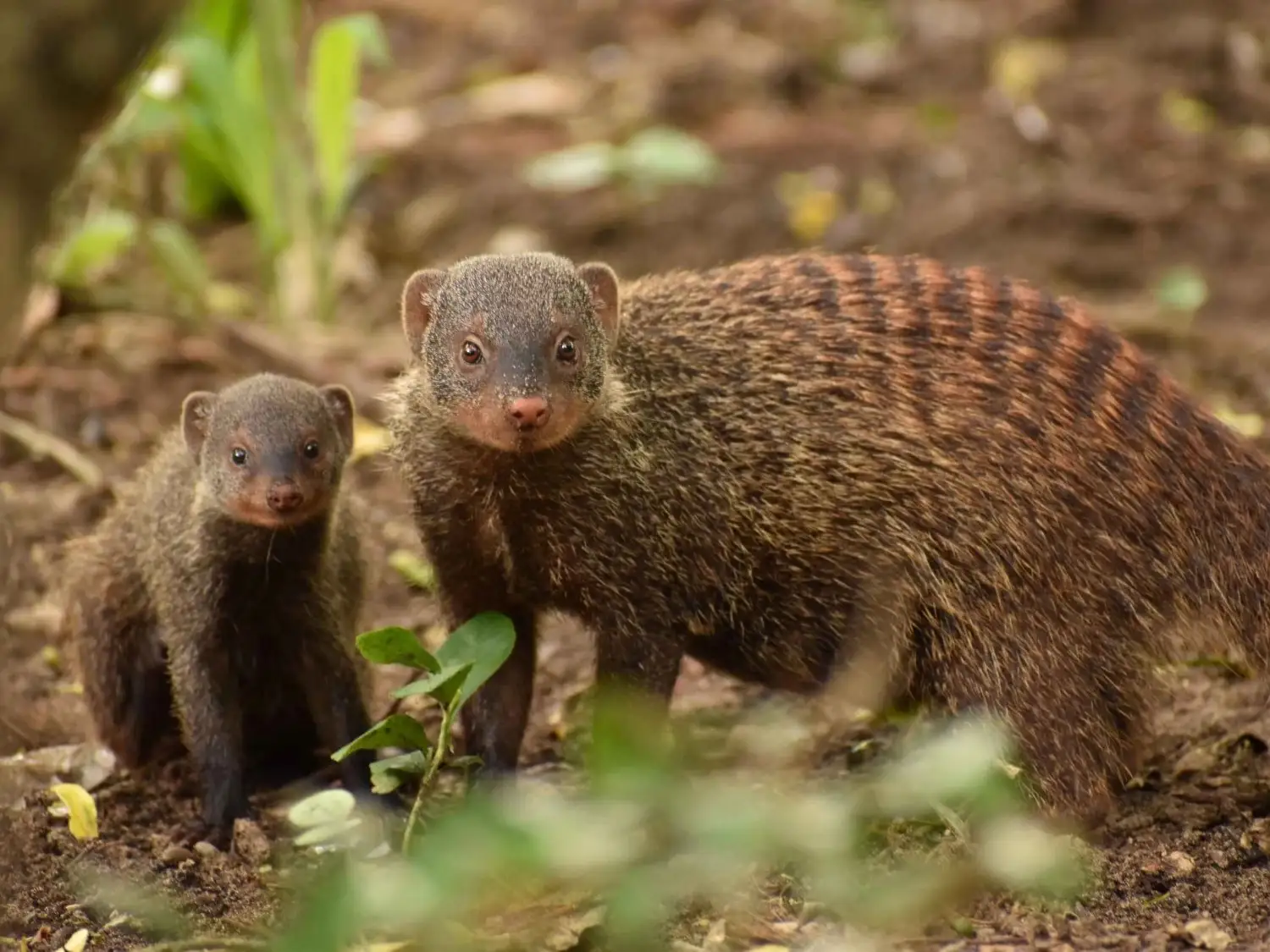 Mongooses in India