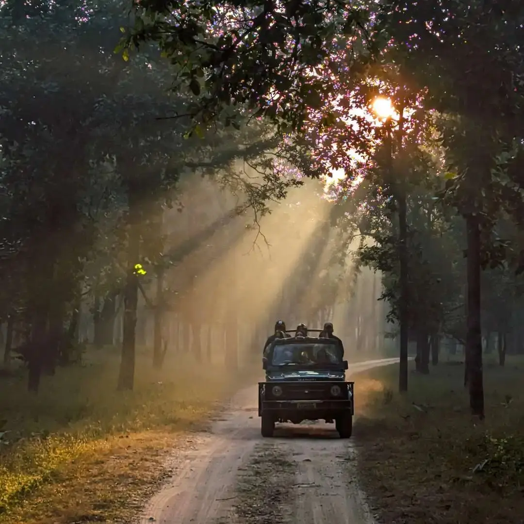 tourists in open jeep in bandhavgarh national park