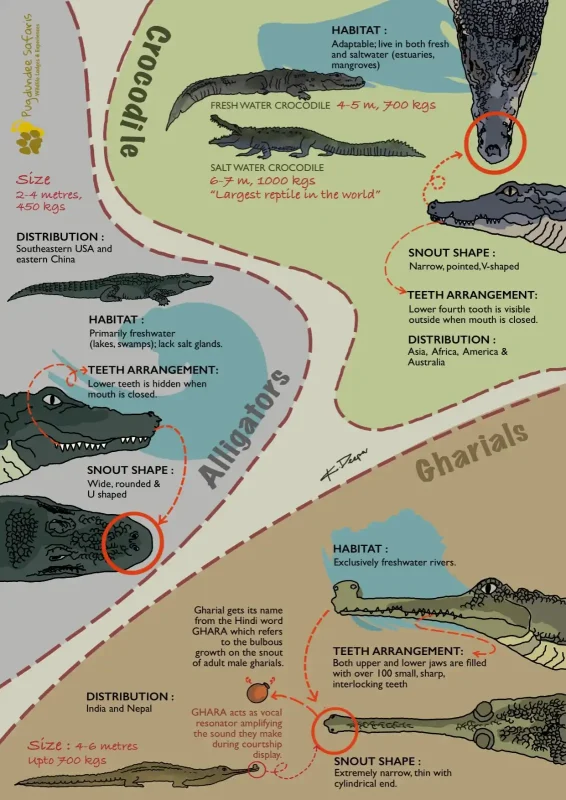 Infographic showing the differences between crocodile, alligator and gharial