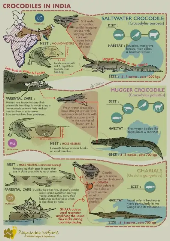 crocodiles in india