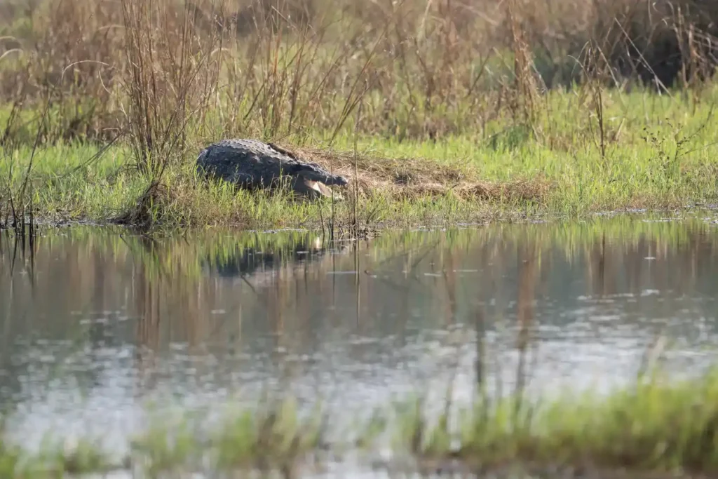 freshwater crocodile
