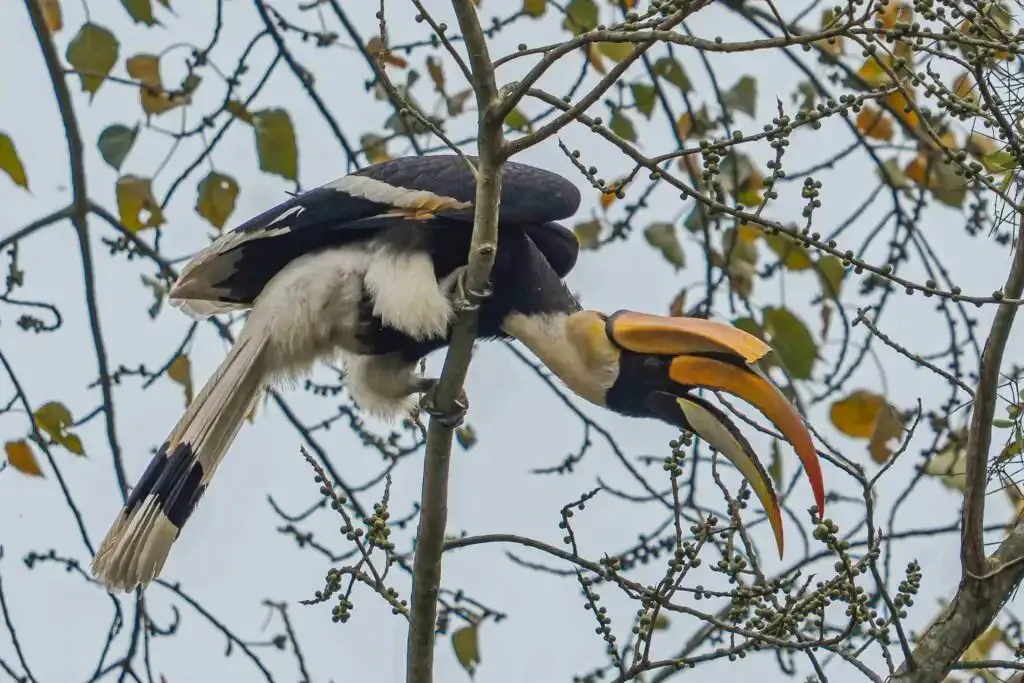 great indian hornbills