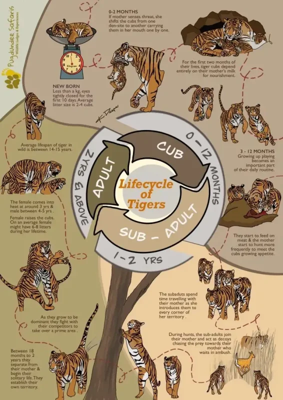Infographic showing the complete life cycle of tigers from cub to adult