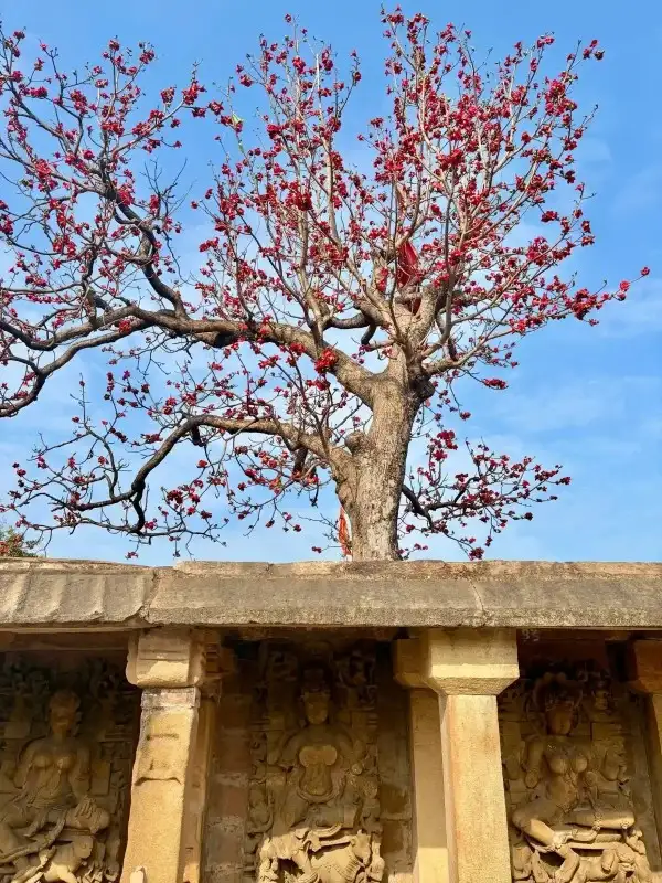 narmada arti