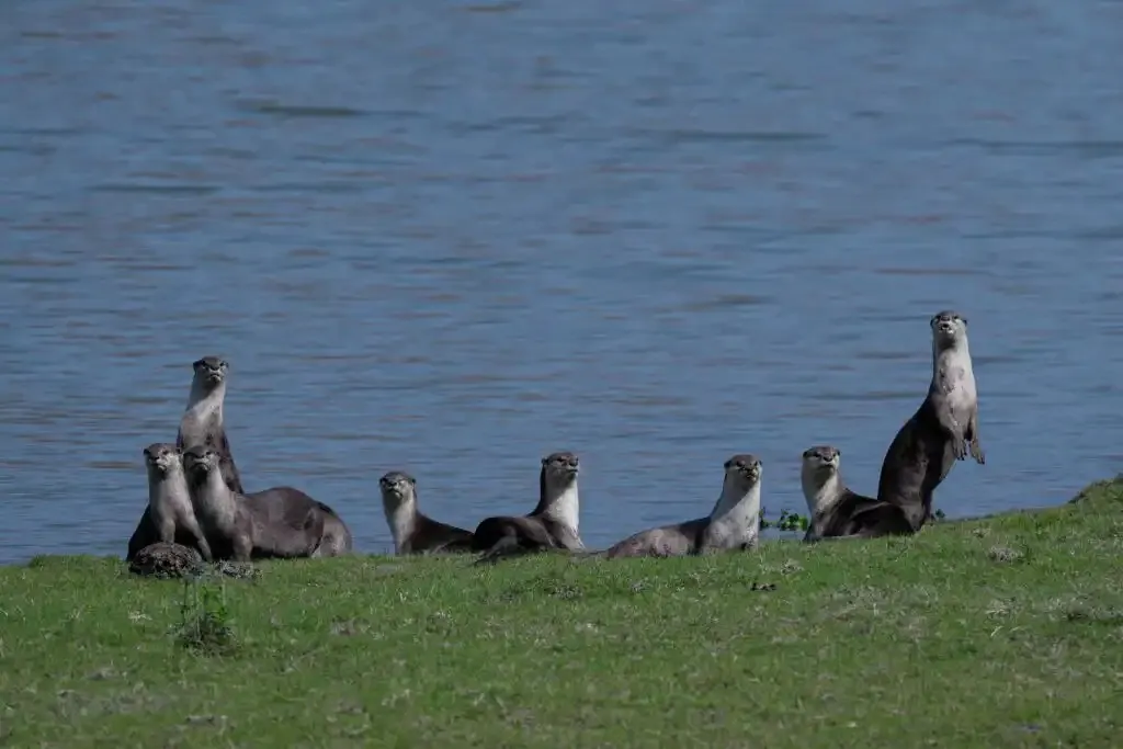 otter family