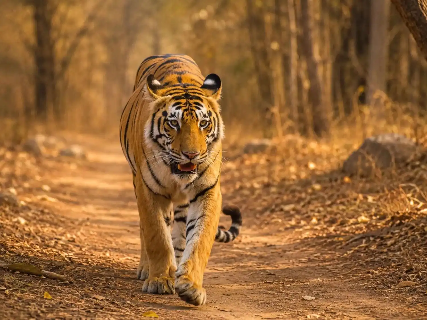 Pench vs Tadoba tiger safari