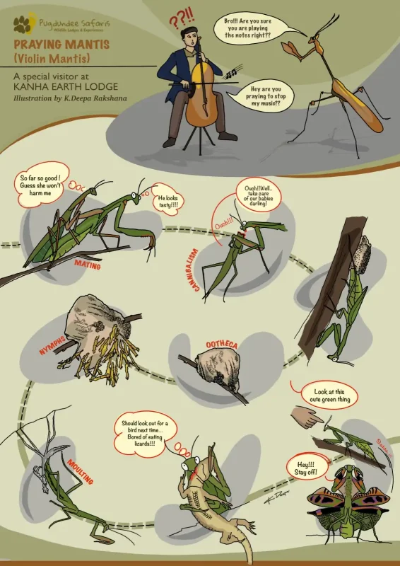 Infographic showing praying mantis mating, cannibalism, ootheca, nymph hatching, moulting and threat display.