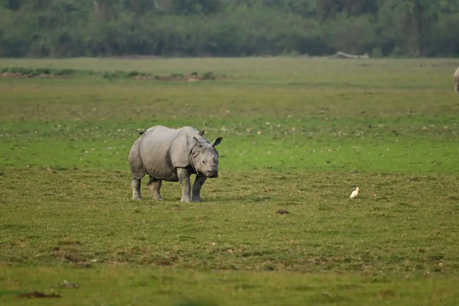 rhino in kaziranga