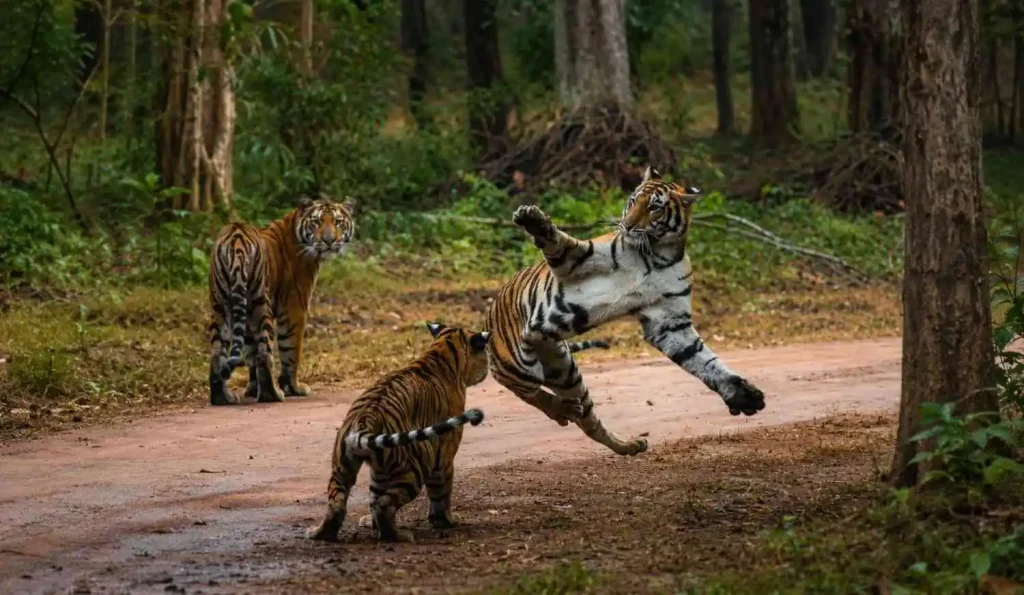 tiger cubs playing