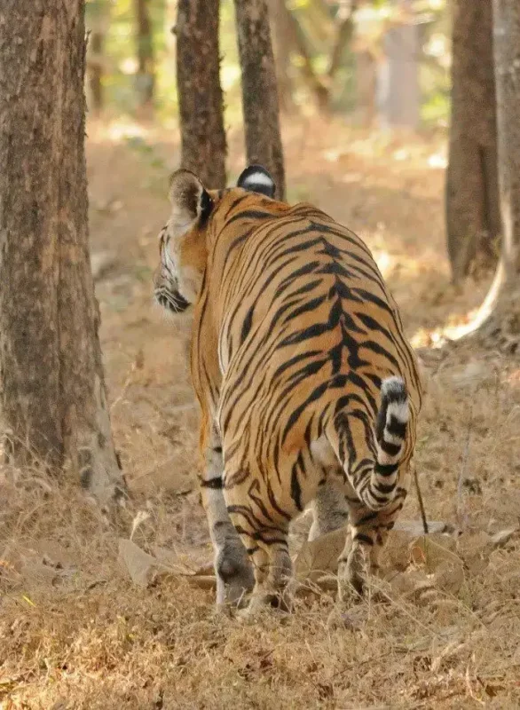 tigers marking territory