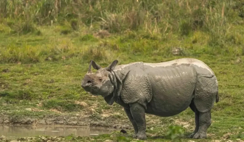 best places to see greater one horned rhinos