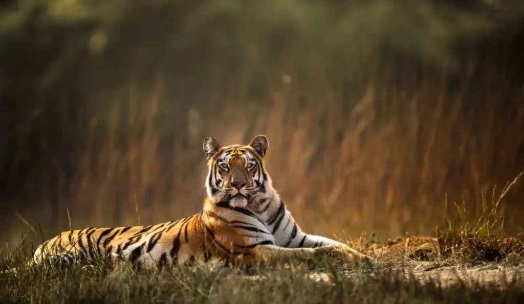 best places to see tigers in india