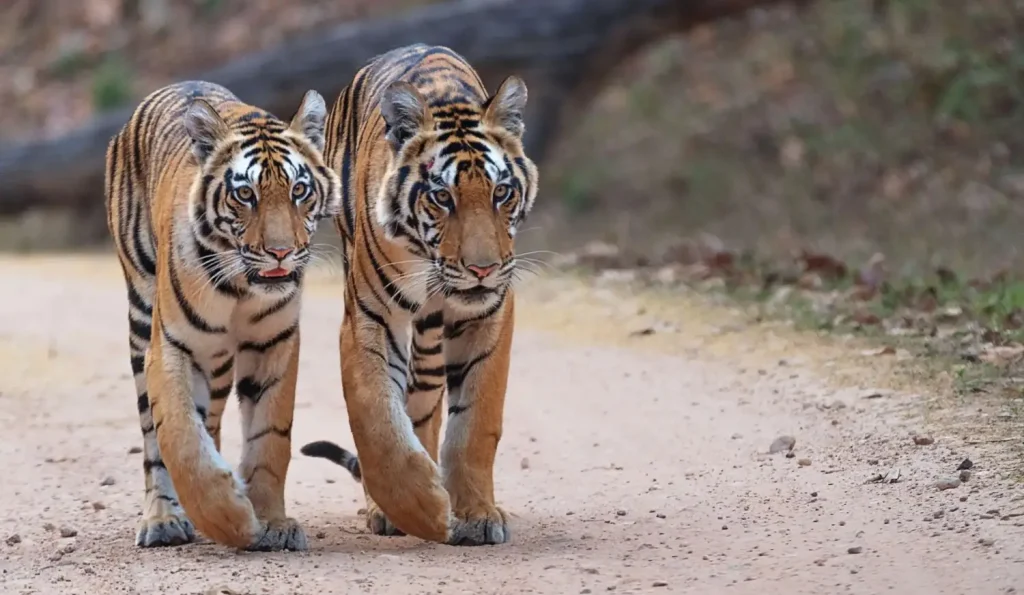 neelam tigerss cubs in kanha national park