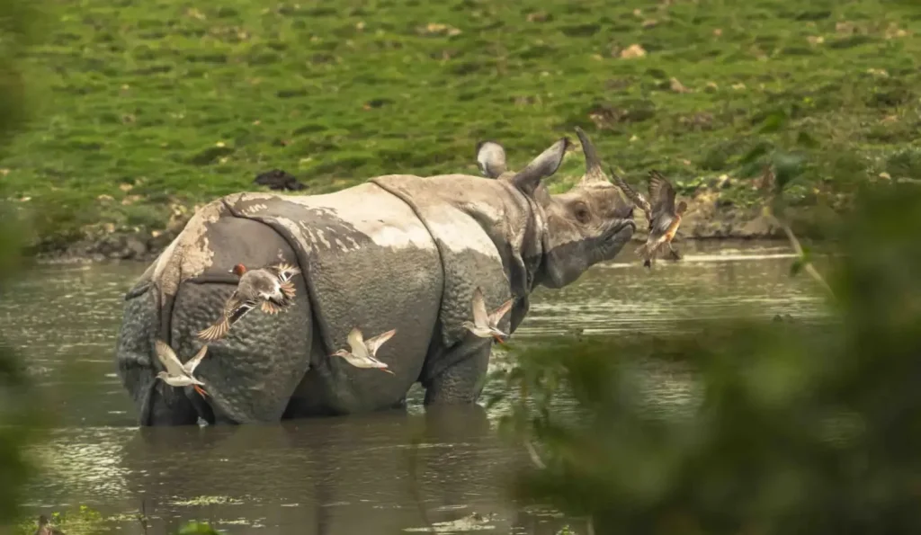 one horned rhino