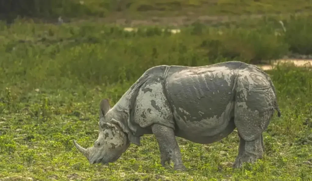 one horned rhino food