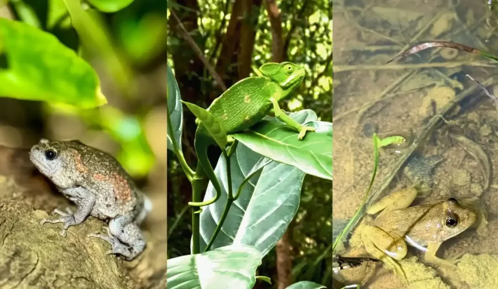 reptiles and amphibians