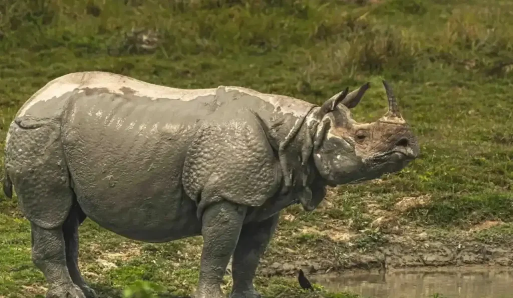 rhino in india