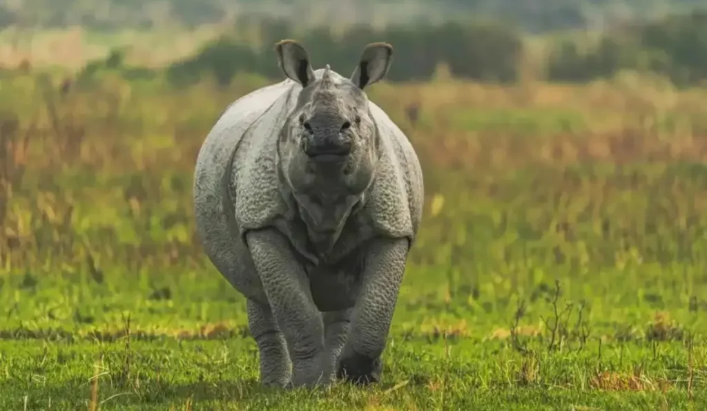 unicorn horn of rhinoceros