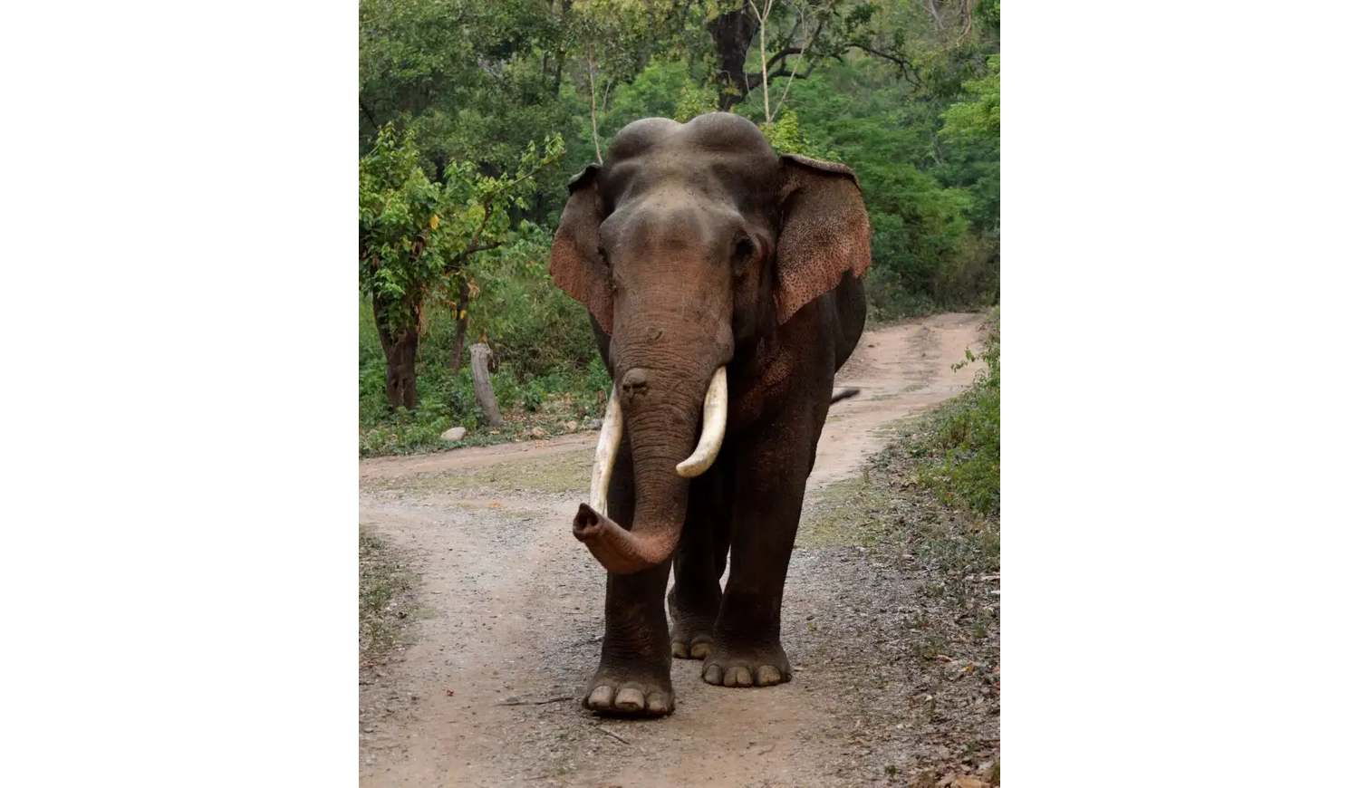 Corbett Elephant