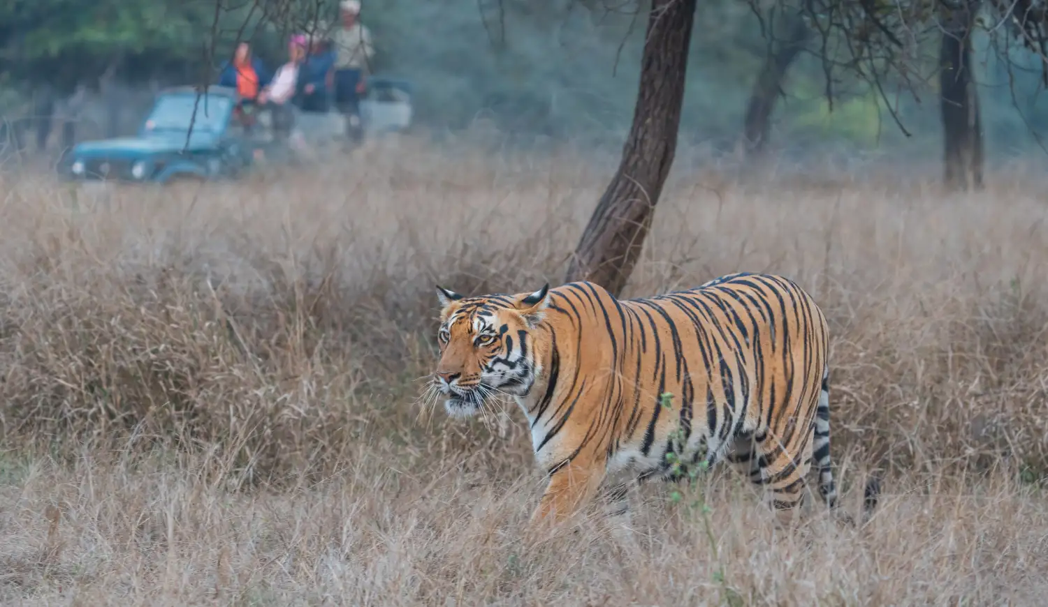 Bengal Tiger
