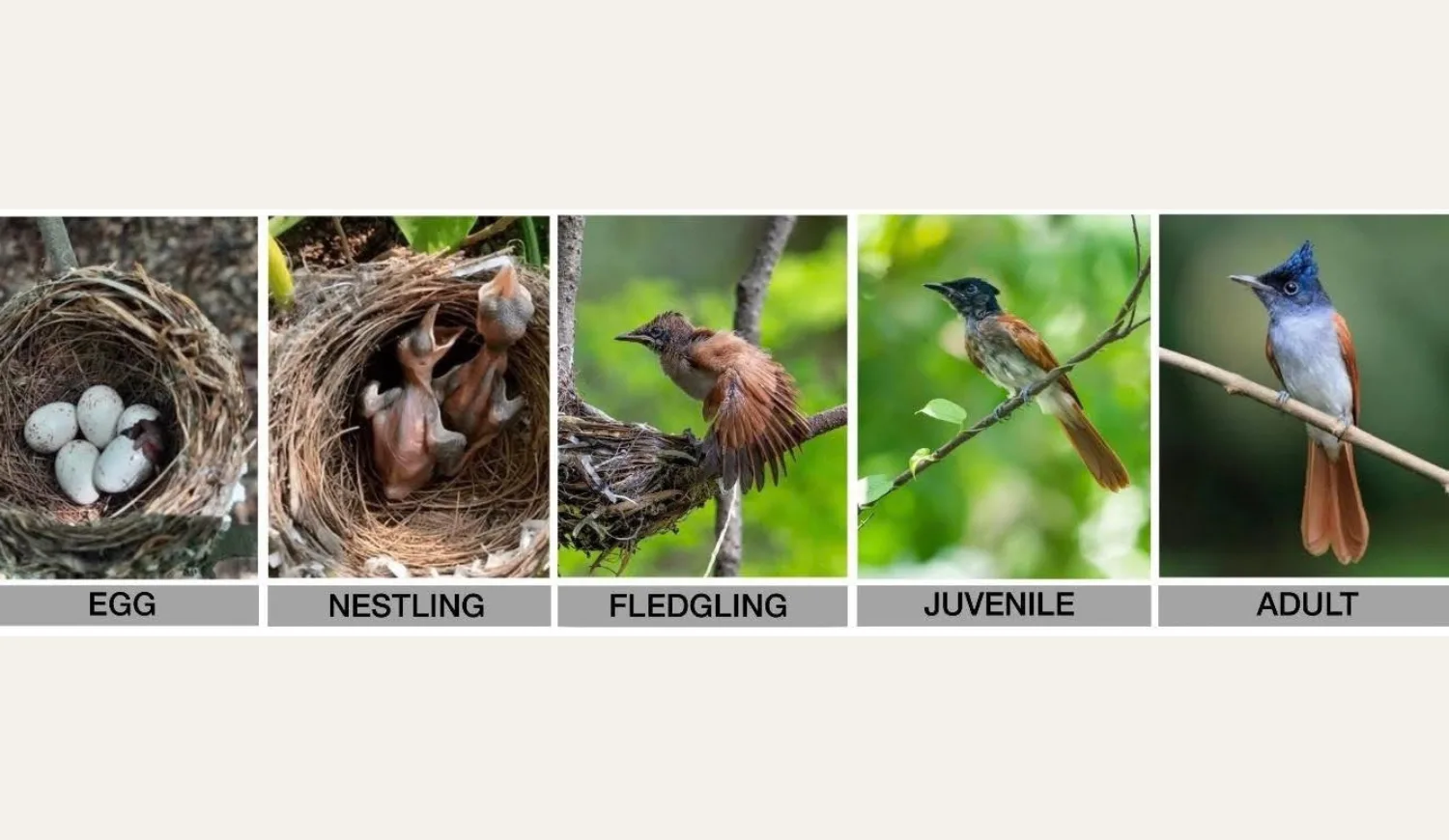 A sequence of five images showing the life cycle of a bird: egg in a nest, nestling, fledgling, juvenile, and adult.