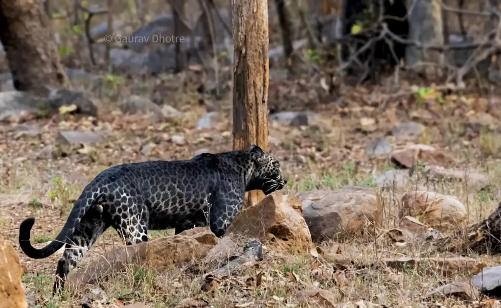 black panther in pench