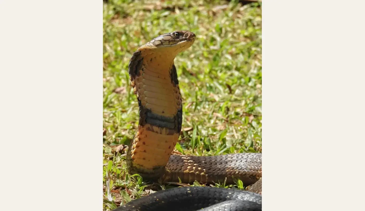 A close-up profile of a cobra with its hood raised, displaying a yellowish underside with dark bands, set against a background of green grass.