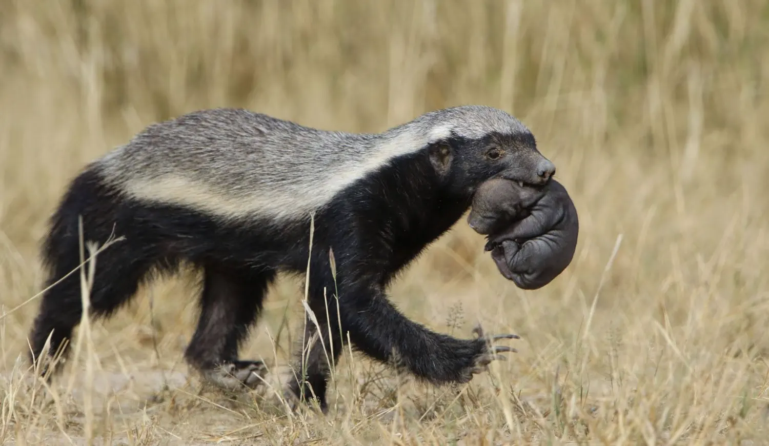 A honey badger carrying its baby pup in its mouth while walking through dry grass.
