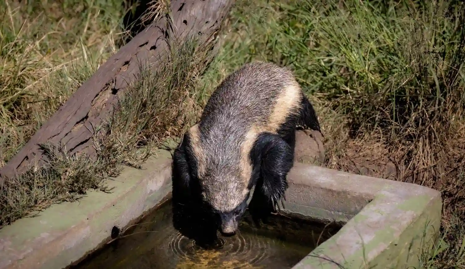 A honey badger leaning down to drink water from a square concrete trough in a natural, grassy environment.