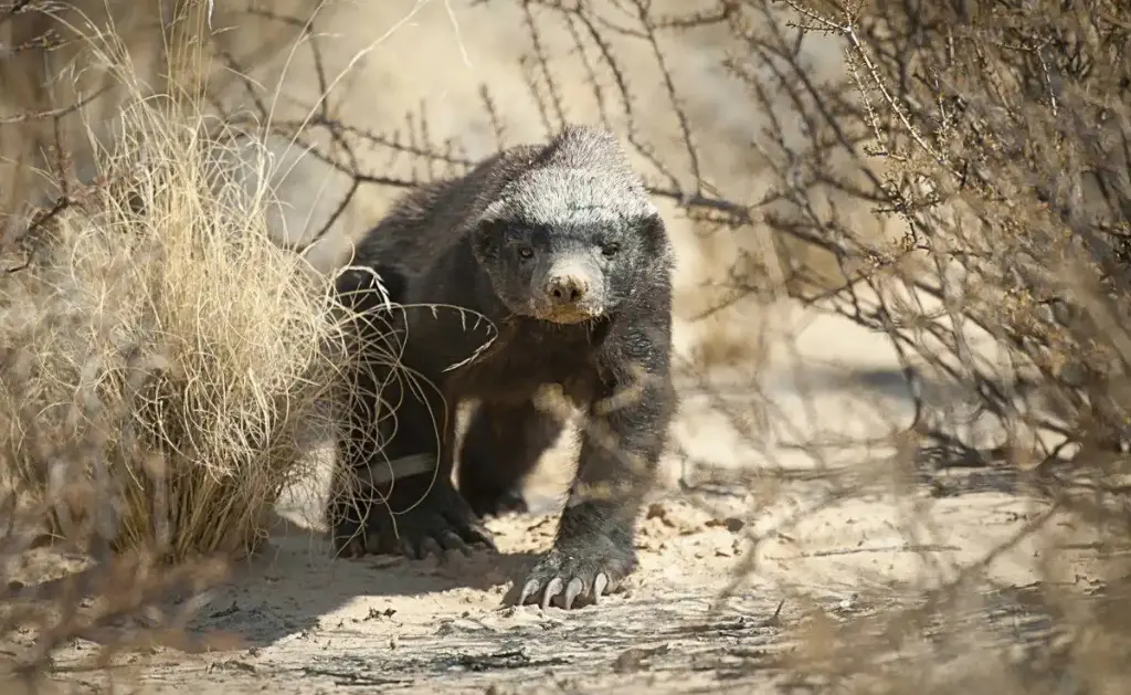 A honey badger walking forward on sandy ground, surrounded by dry grass and bare bushes.