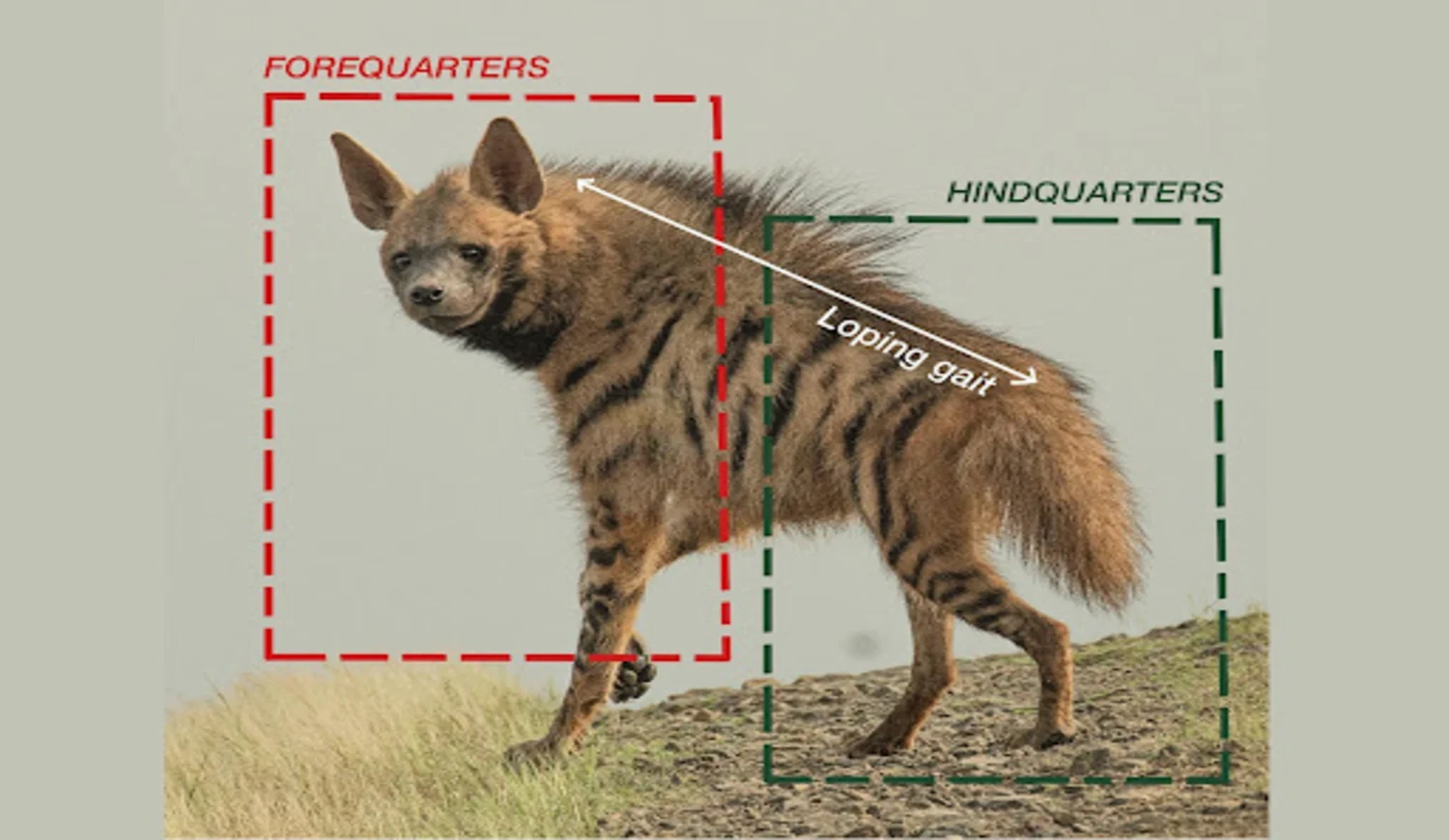 hyena loping gait