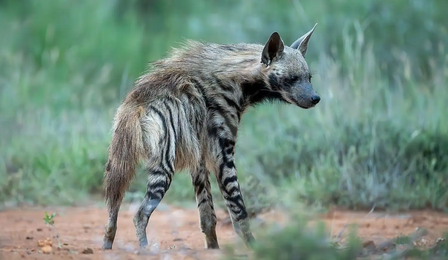 hyena