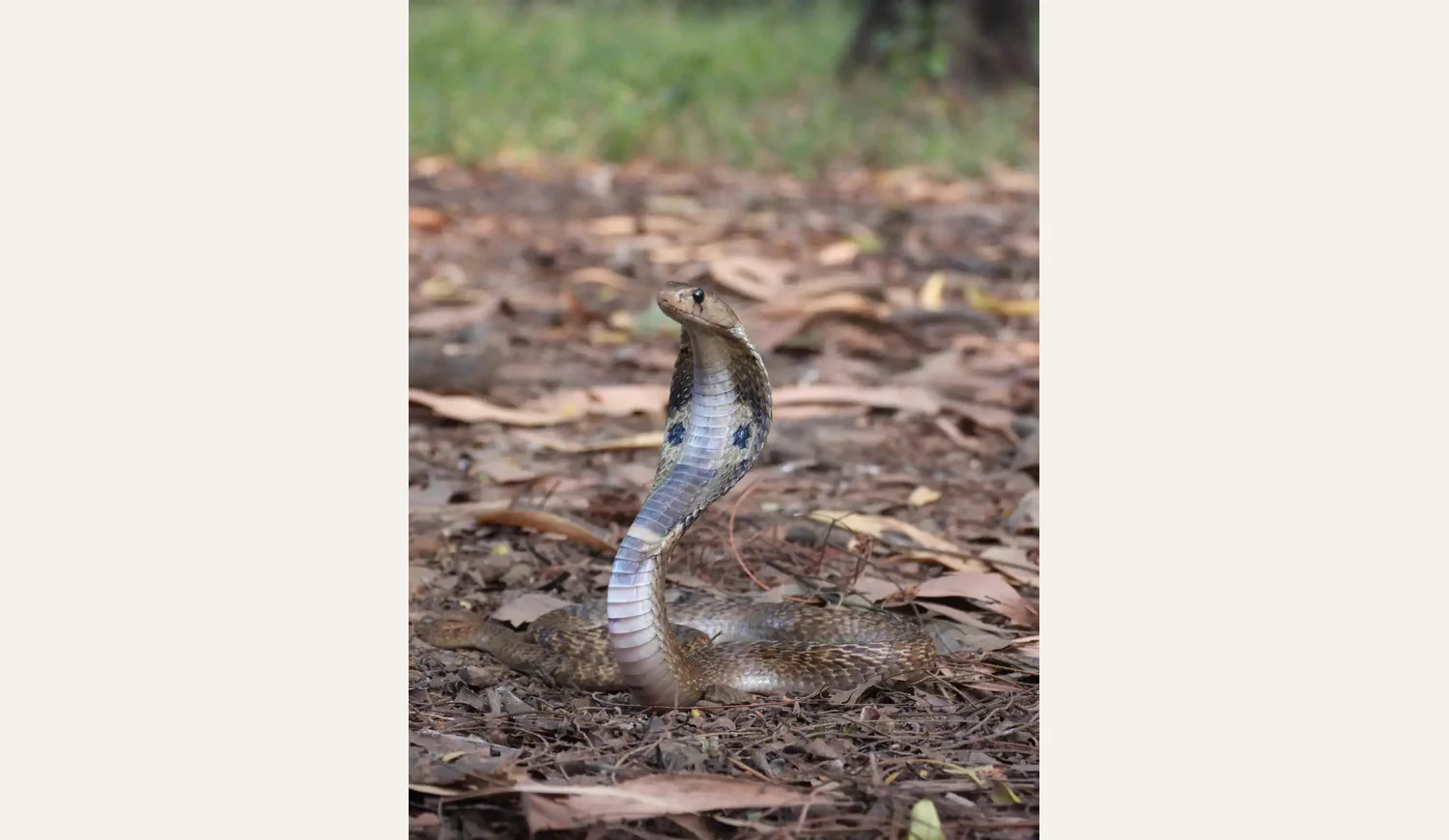 An Indian cobra facing forward with its hood fully flared, coiled on a forest floor covered with dry brown leaves