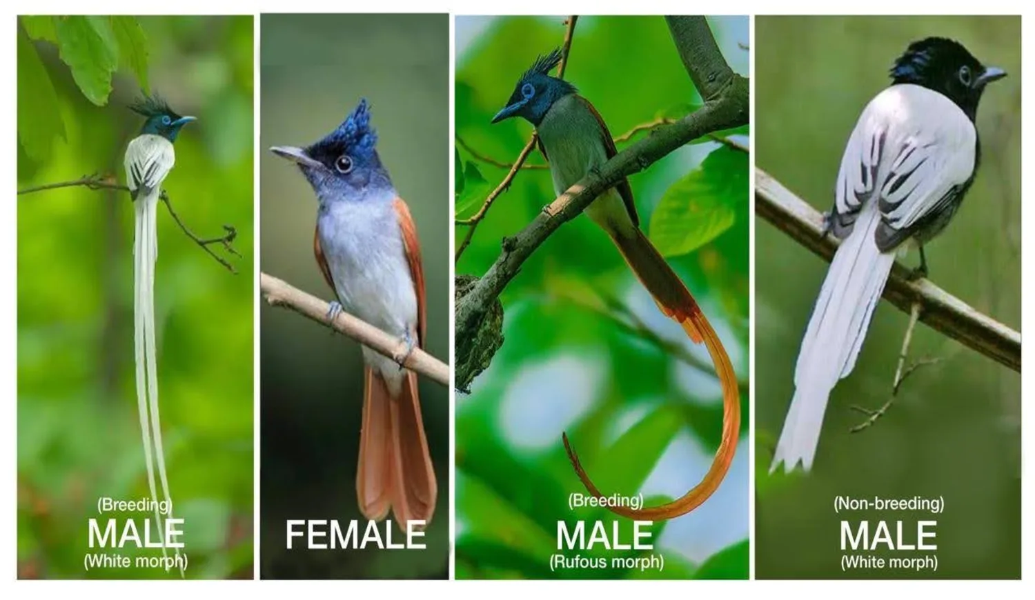 Four panels displaying different morphs and genders of the Paradise Flycatcher: a breeding male white morph, a female, a breeding male rufous morph, and a non-breeding male white morph.