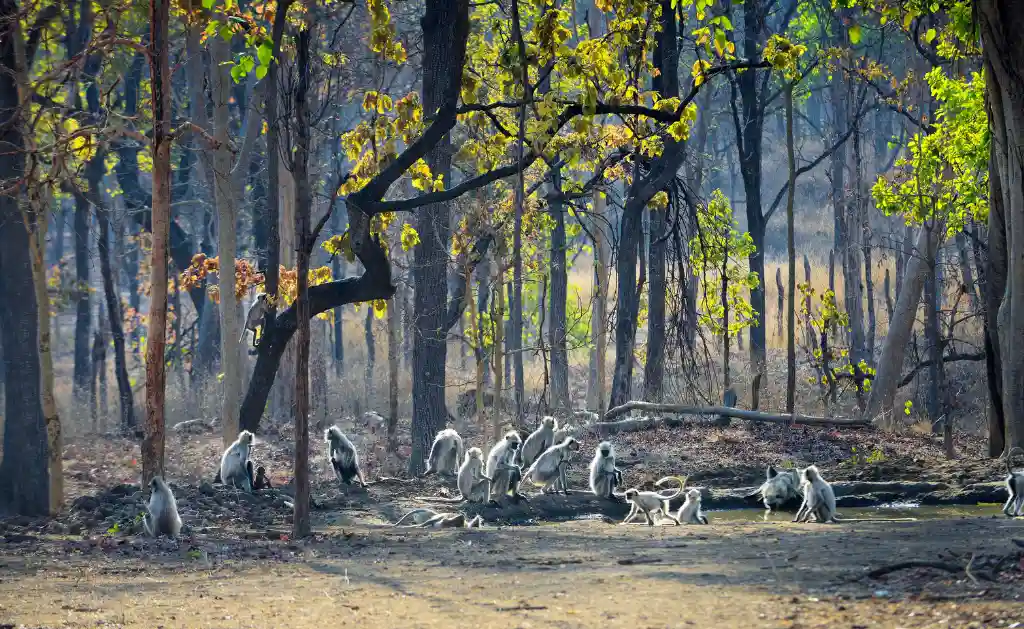 Gates in Pench National Park