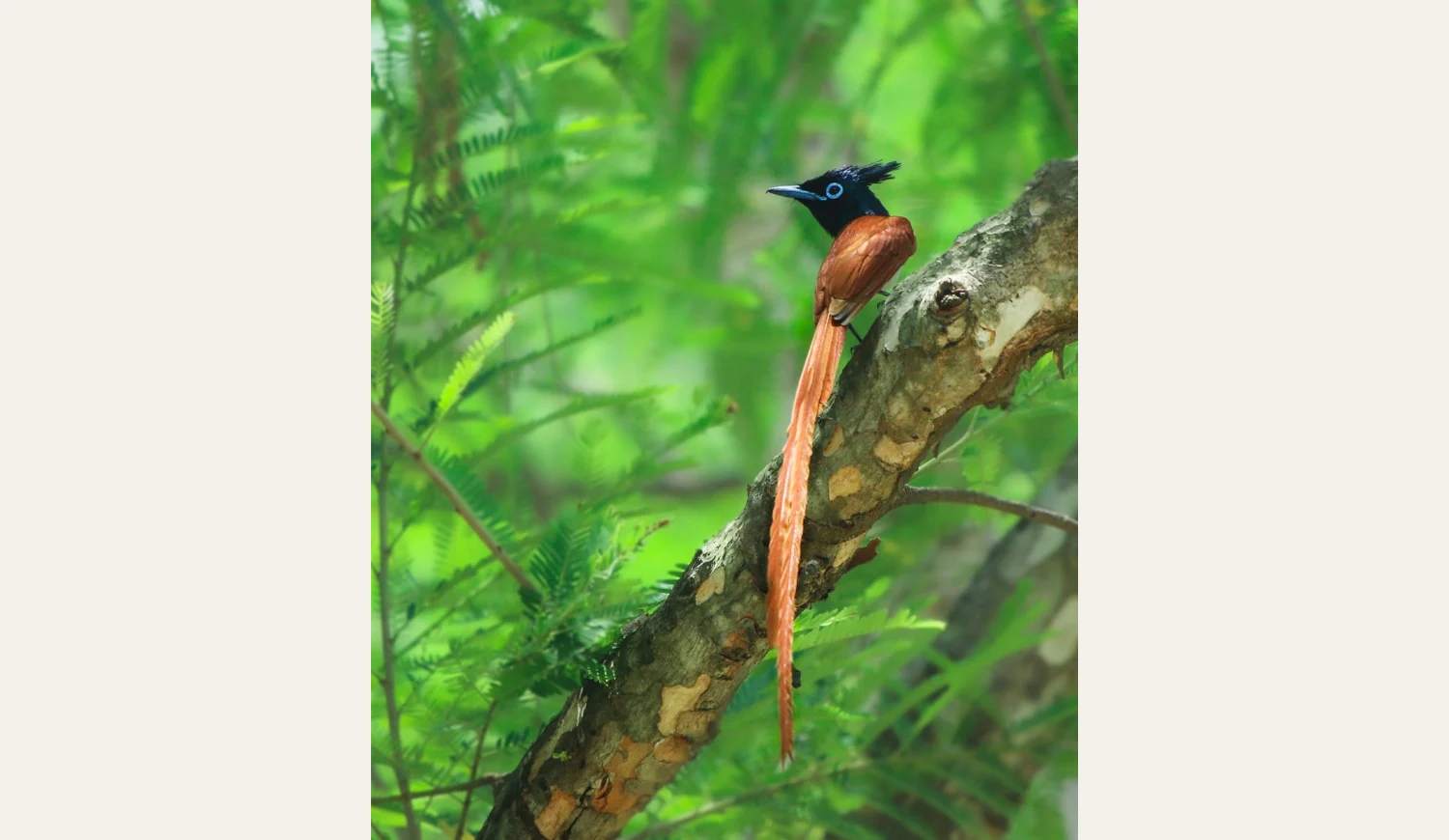 A rufous morph Paradise Flycatcher with a black crested head and long reddish-brown tail feathers perched on a thick tree branch.