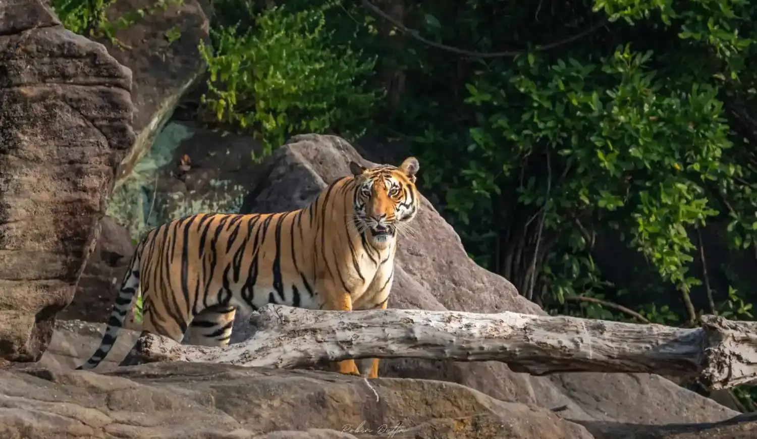 Tiger in satpura national park