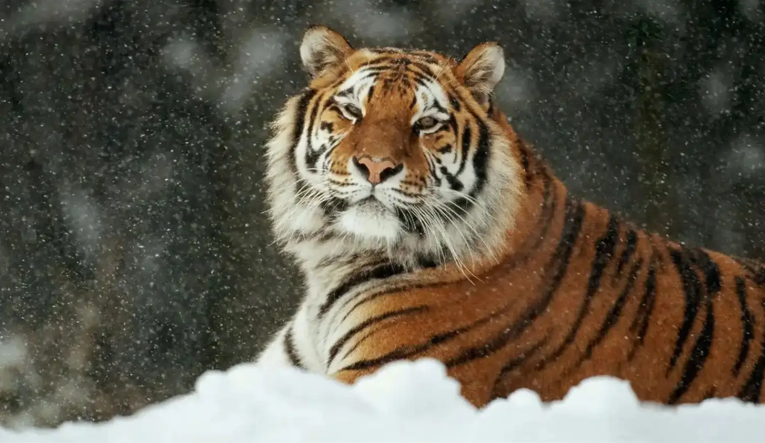 Siberian Tiger in snowfall
