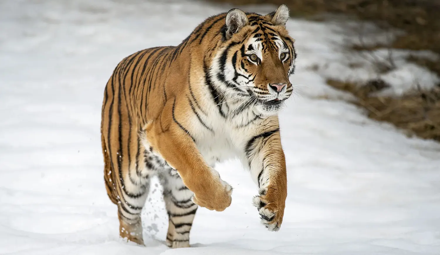 Siberian Tiger in snow