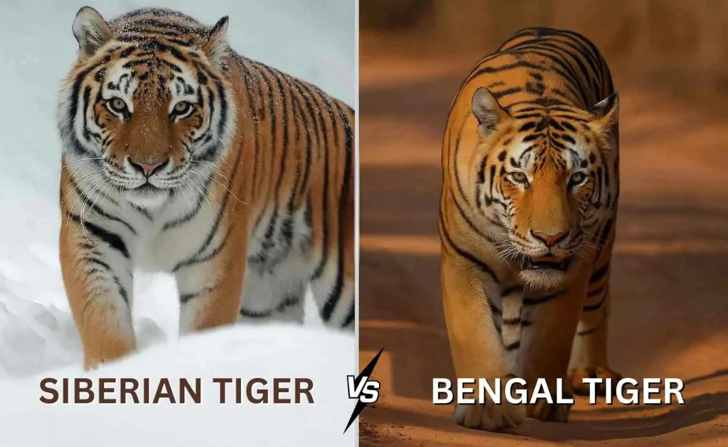 siberian vs bengal tiger