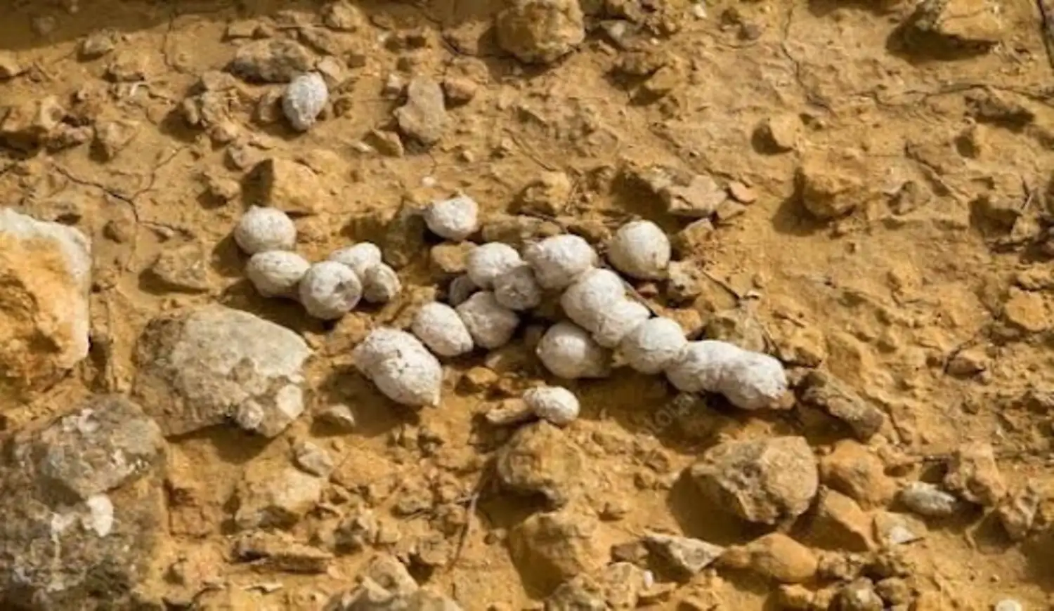 Pale, bone-rich striped hyena scat (droppings) on dry, rocky ground.