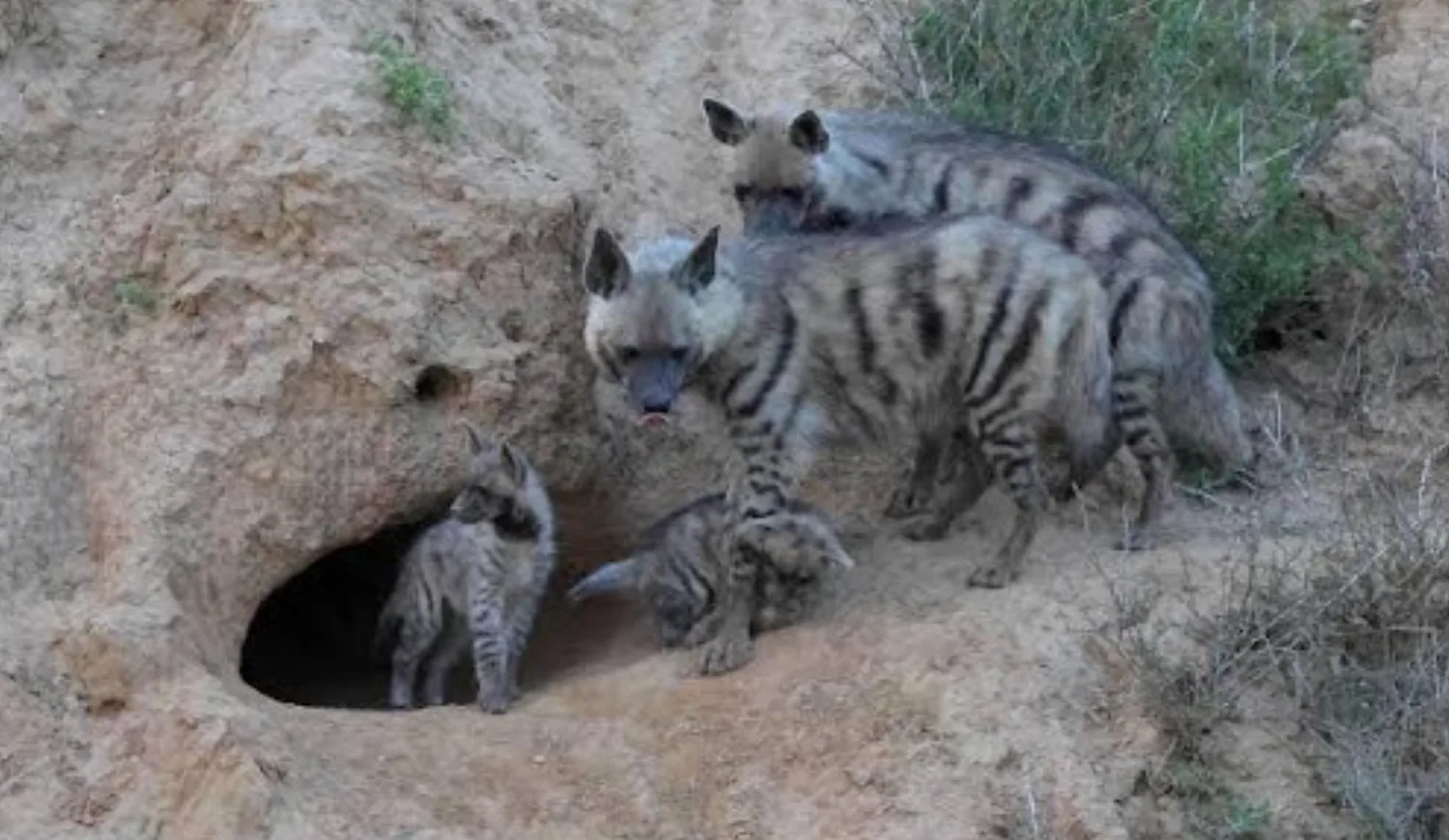 A family of striped hyenas with their cubs standing near the entrance of a sandy den.