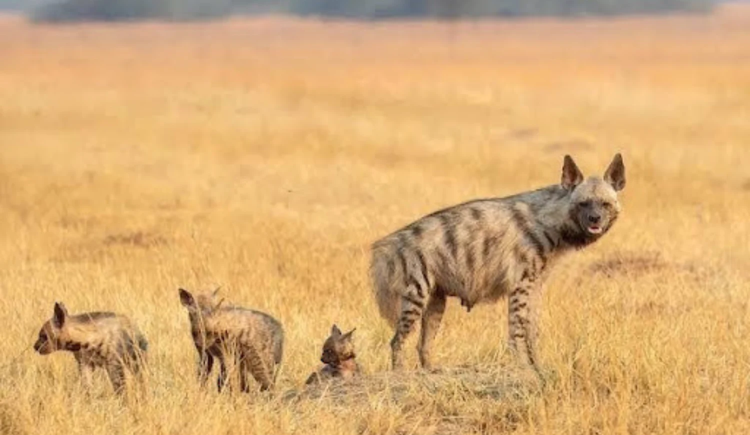 An adult striped hyena standing in a dry, golden grassy field accompanied by three small cubs.