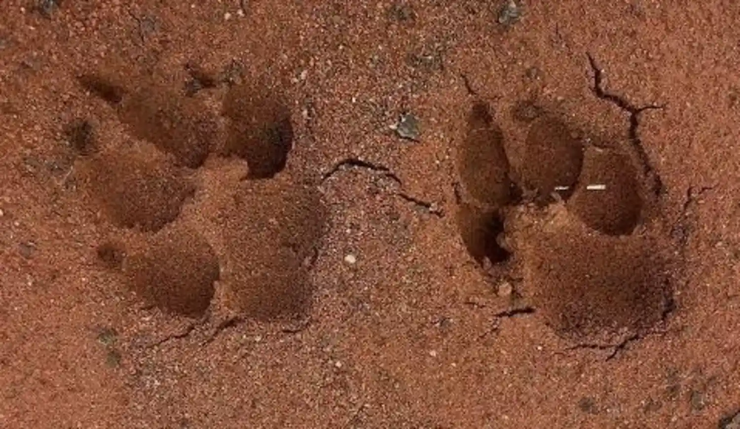 Close-up of two striped hyena paw prints (tracks) imprinted in dry, reddish soil.