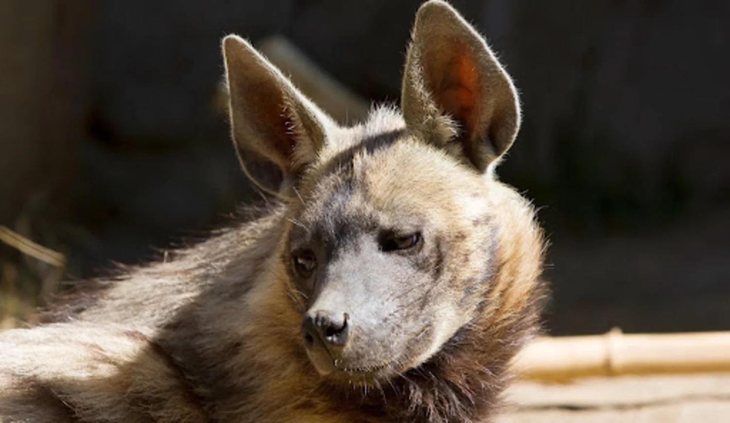 Striped Hyena