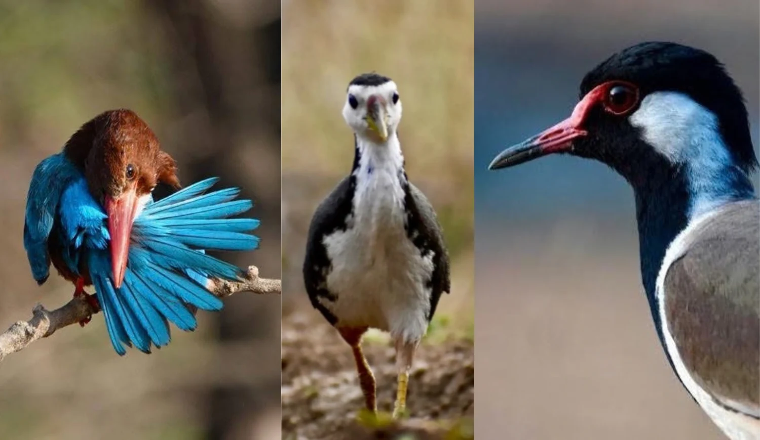 A collage of three birds: a kingfisher preening its blue wing feathers, a white-breasted waterhen walking, and a close-up of a red-wattled lapwing.