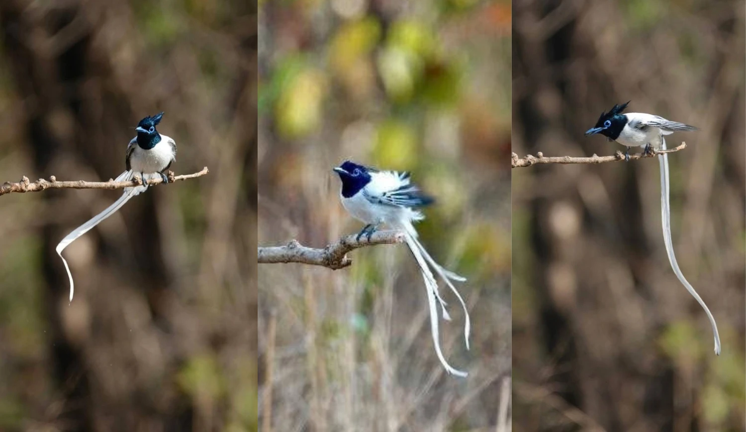 A collage of three images showing a white morph Paradise Flycatcher with a long white tail in different perching poses.