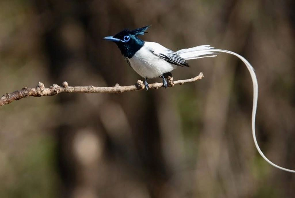 A white bird with a black crested head, a blue ring around its eye, and an exceptionally long trailing white tail feather, perched on a thin, bare branch.