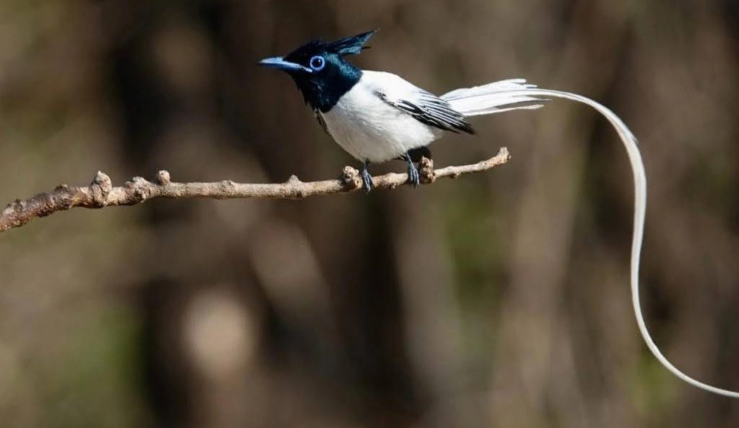 A white bird with a black crested head, a blue ring around its eye, and an exceptionally long trailing white tail feather, perched on a thin, bare branch.