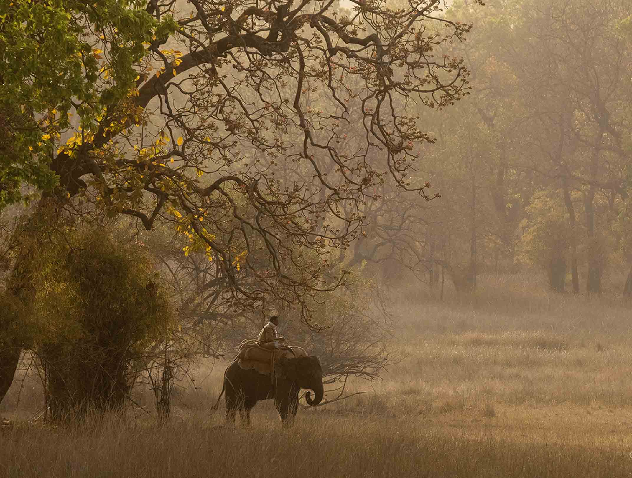 Best Tiger Safari in Bandhavgarh